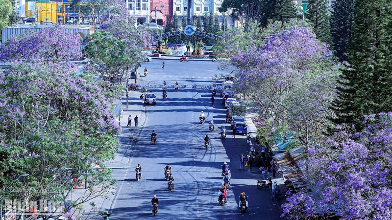 dalat's tweet photo. 자카란다 꽃시즌 : 이미지 속 보라색 꽃은 자카란다(Jacaranda) 나무 꽃입니다. 달랏에서는 특히 3월에서 4월경에 이 자카란다 꽃이 만개하여 도시를 아름답게 물들입니다. https://t.co/HA3oAdgWOd