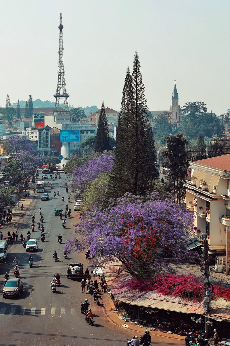 dalat's tweet photo. 자카란다 꽃시즌 : 이미지 속 보라색 꽃은 자카란다(Jacaranda) 나무 꽃입니다. 달랏에서는 특히 3월에서 4월경에 이 자카란다 꽃이 만개하여 도시를 아름답게 물들입니다. https://t.co/HA3oAdgWOd