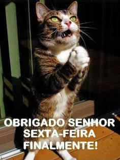 Macaco Benjamin tweet media