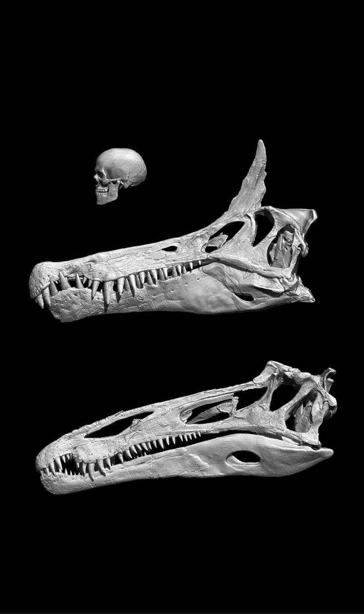 Daniel Vidal tweet media