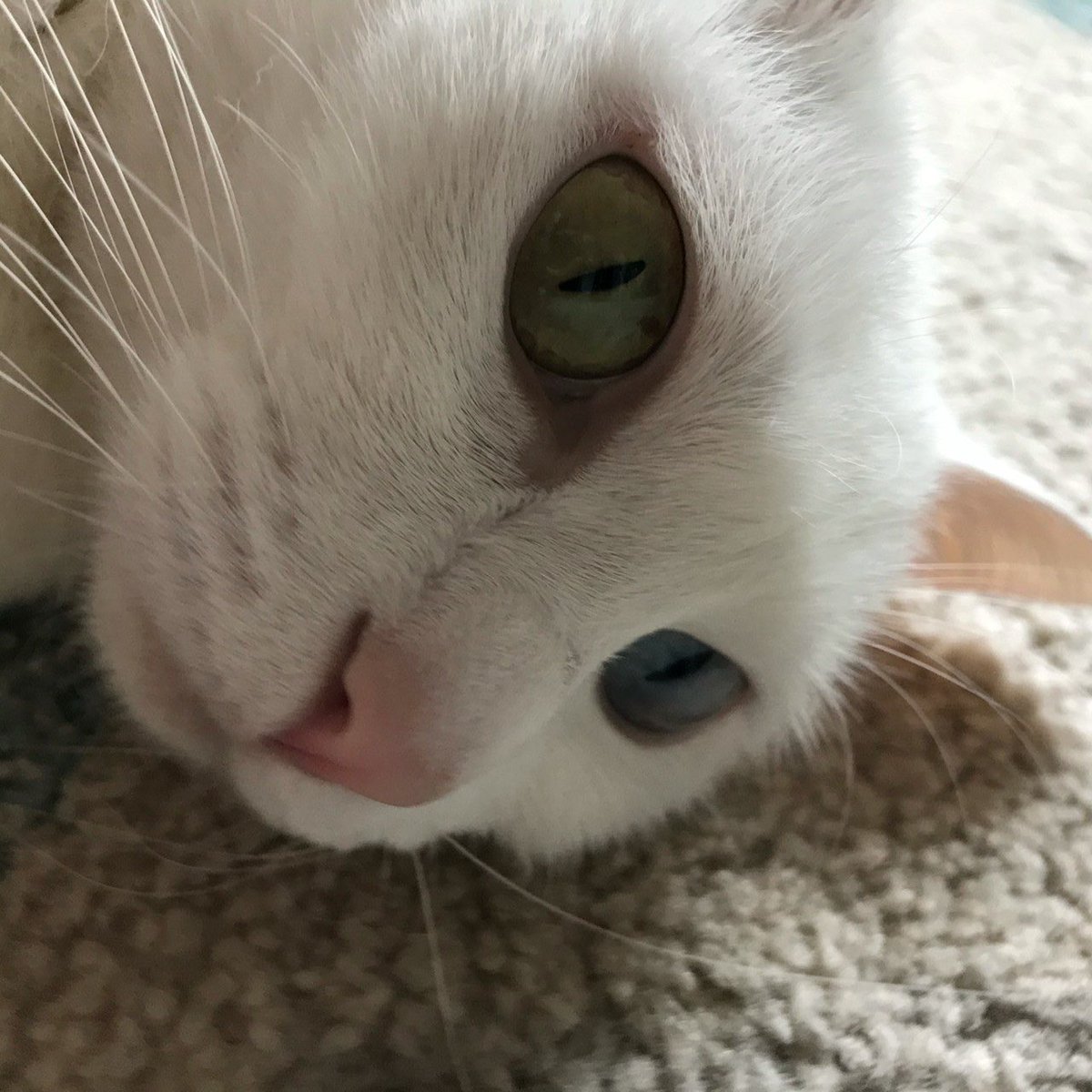 まつしたなな tweet media