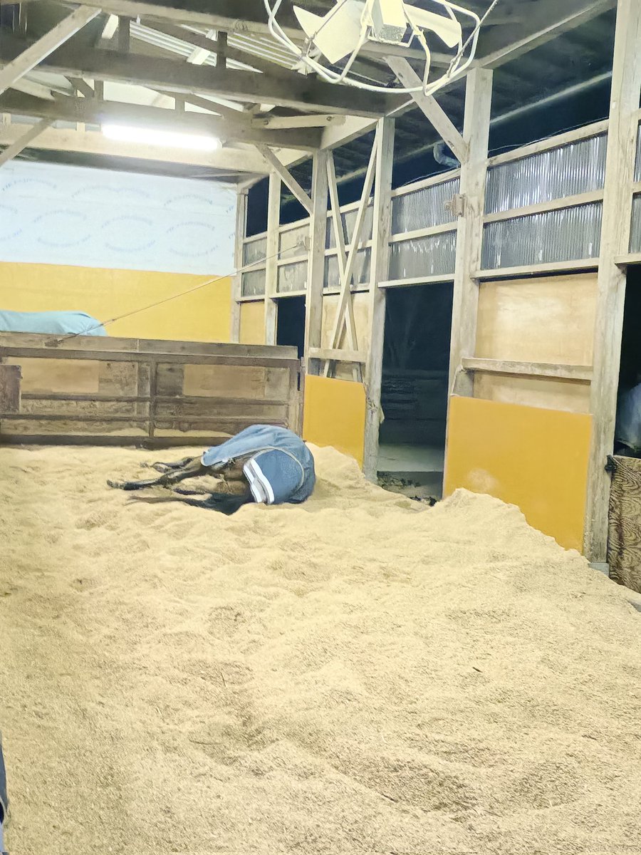 厩舎みちくさ 南相馬市小高区 tweet media