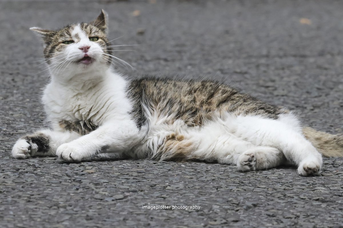 Chris 🕷🐦 tweet media