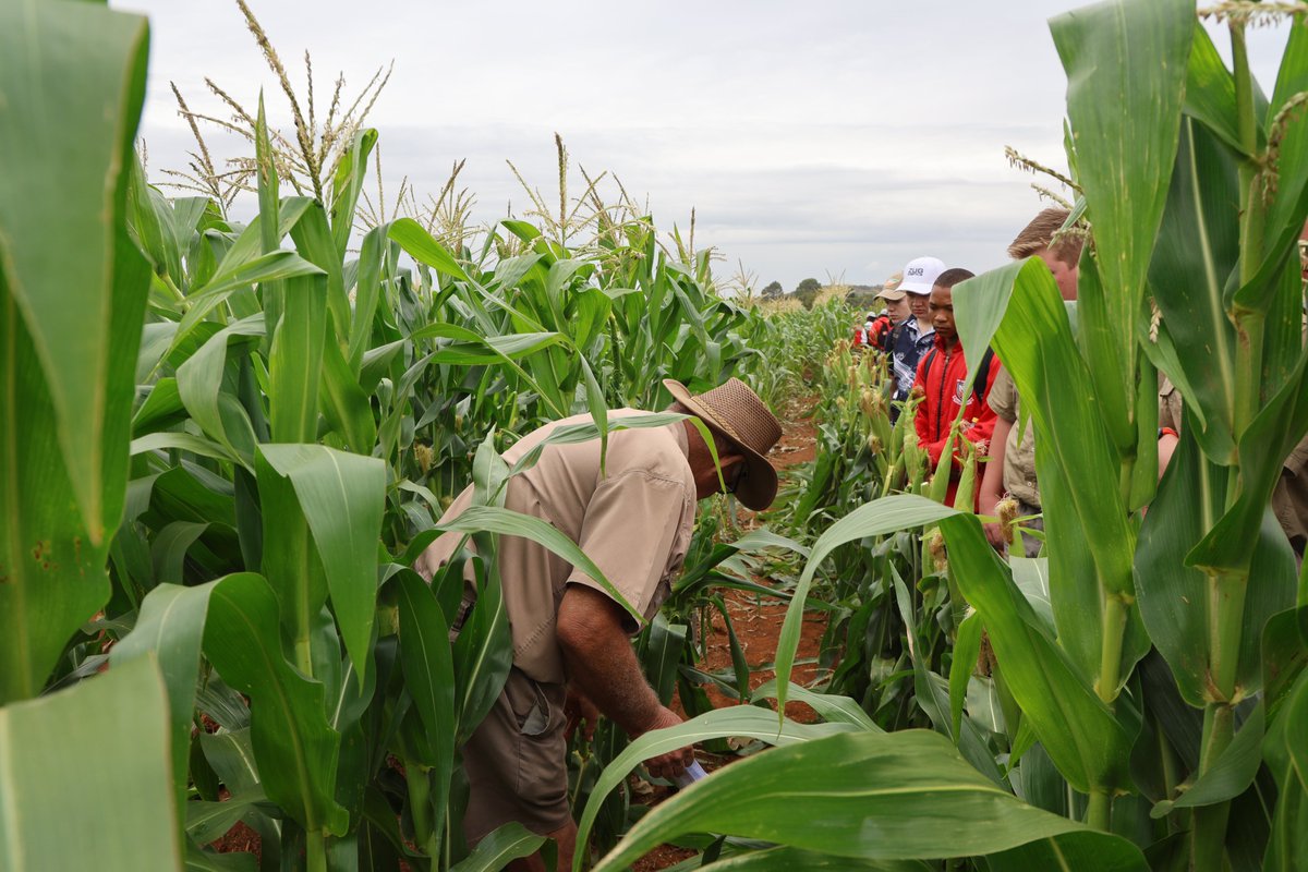 Joburg Market tweet media