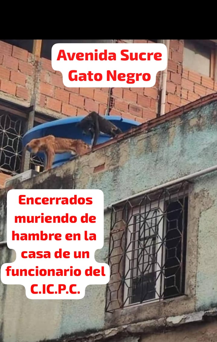 🚨🚨🚨🚨🚨🚨🚨🚨🚨🚨🚨
Amigos rescatistas o autoridades pertinentes.
Estos perritos se ven muy mal.
La casa se encuentra ubicada  en medio de una Iglesia de Evangélicos y  el liceo Jacobo Borges, subiendo por la esquina de Gato Negro de la avenida Sucre.

Contacto 0424-1374635