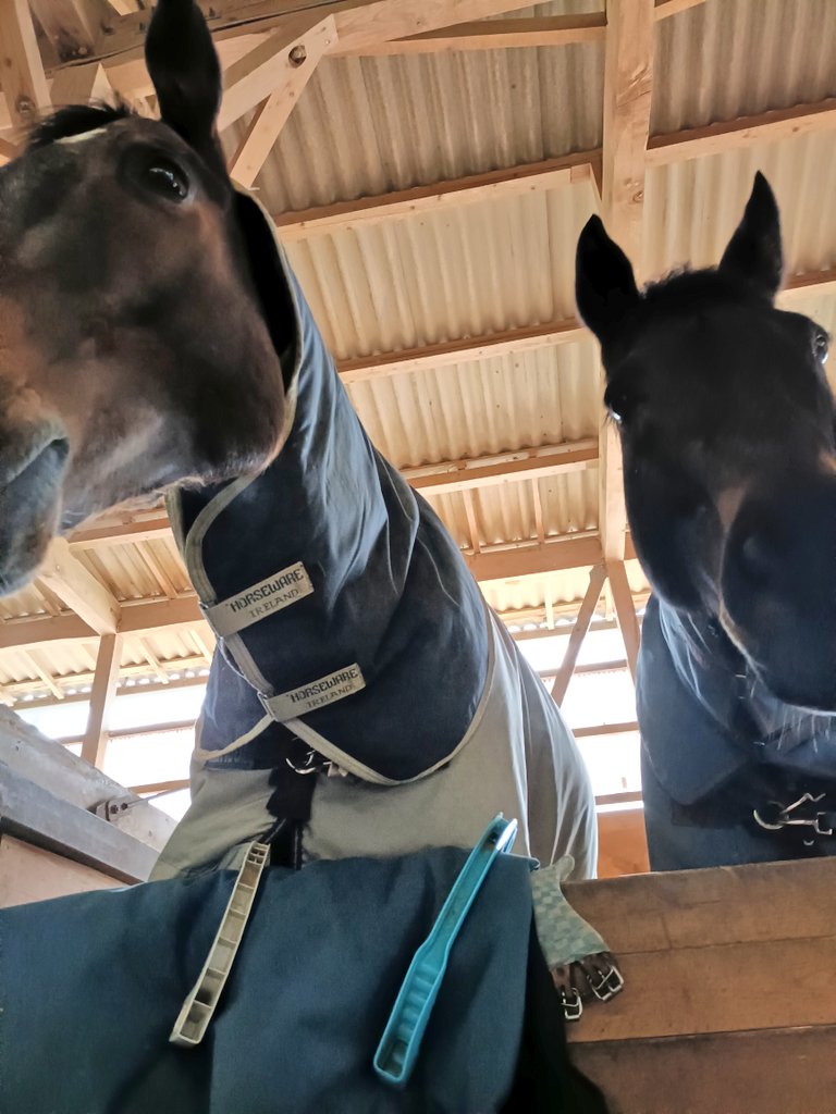 厩舎みちくさ 南相馬市小高区 tweet media