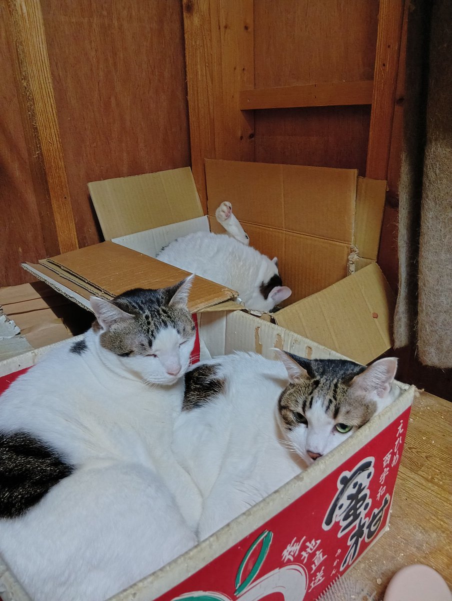 ちび選手 tweet media