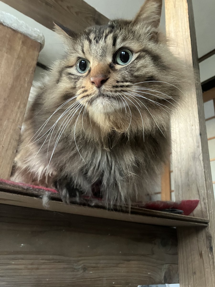 輪ネコ　猫飼いの自転車屋 tweet media