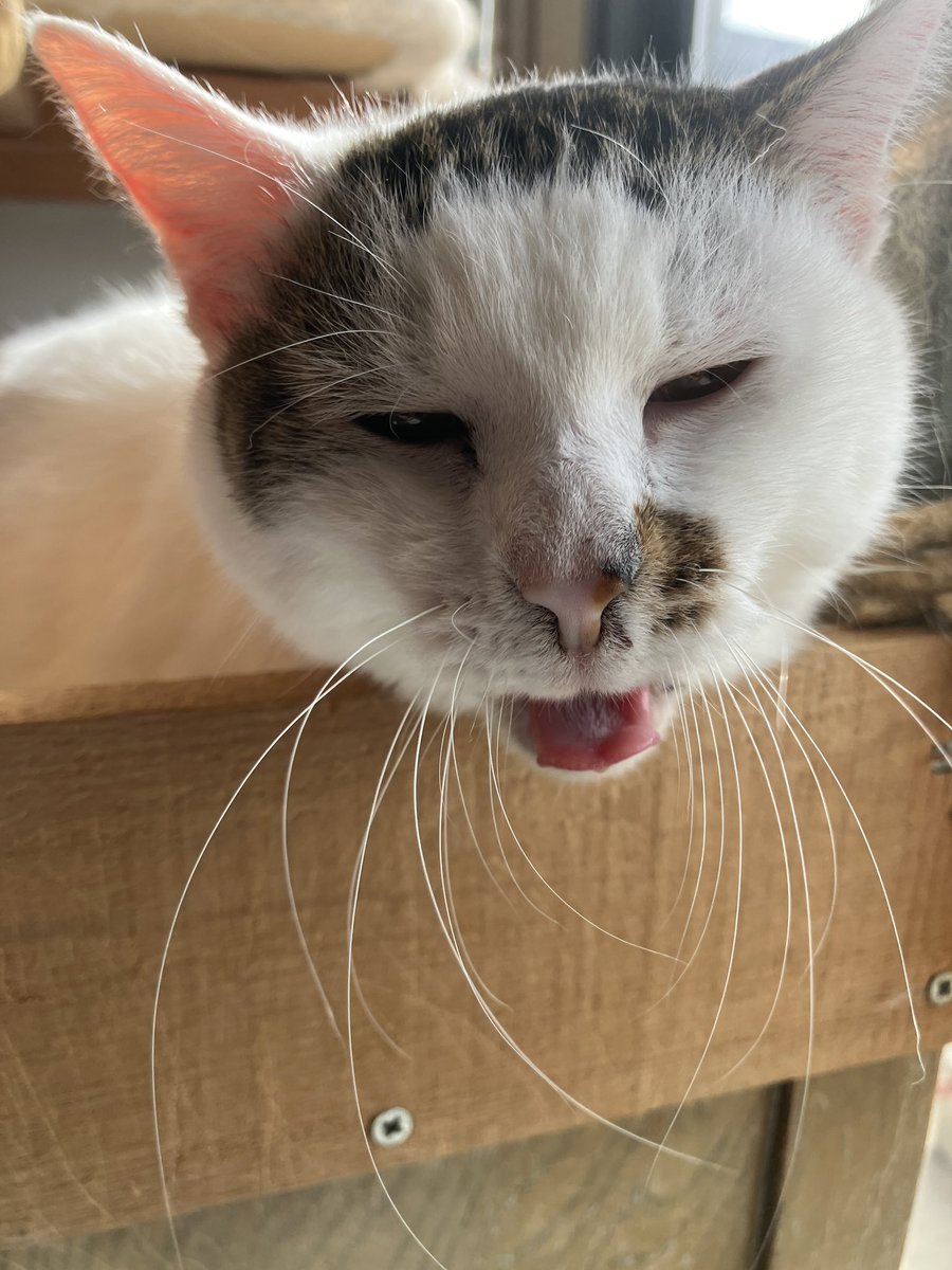 輪ネコ　猫飼いの自転車屋 tweet media