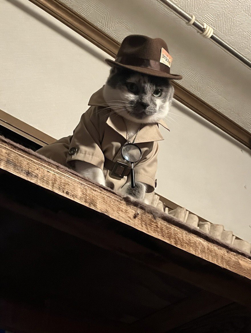 輪ネコ　猫飼いの自転車屋 tweet media