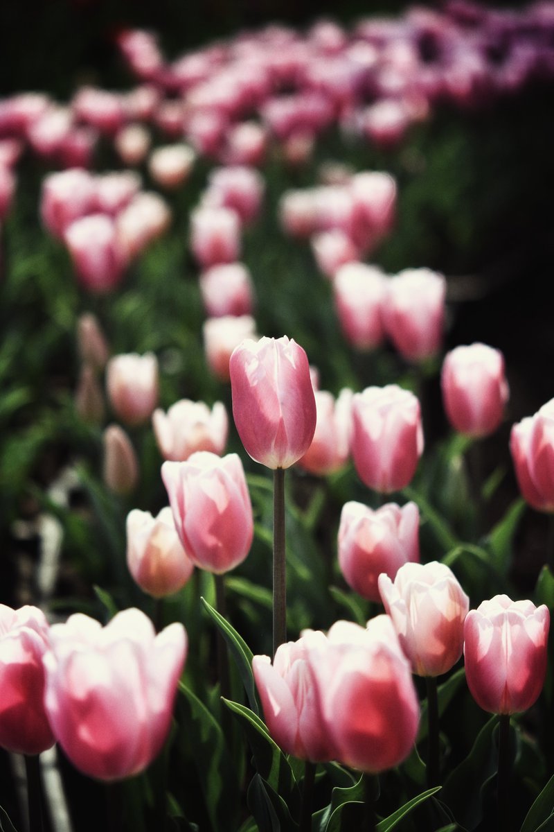 #FlowerPhotography ＃私とニコンで見た世界