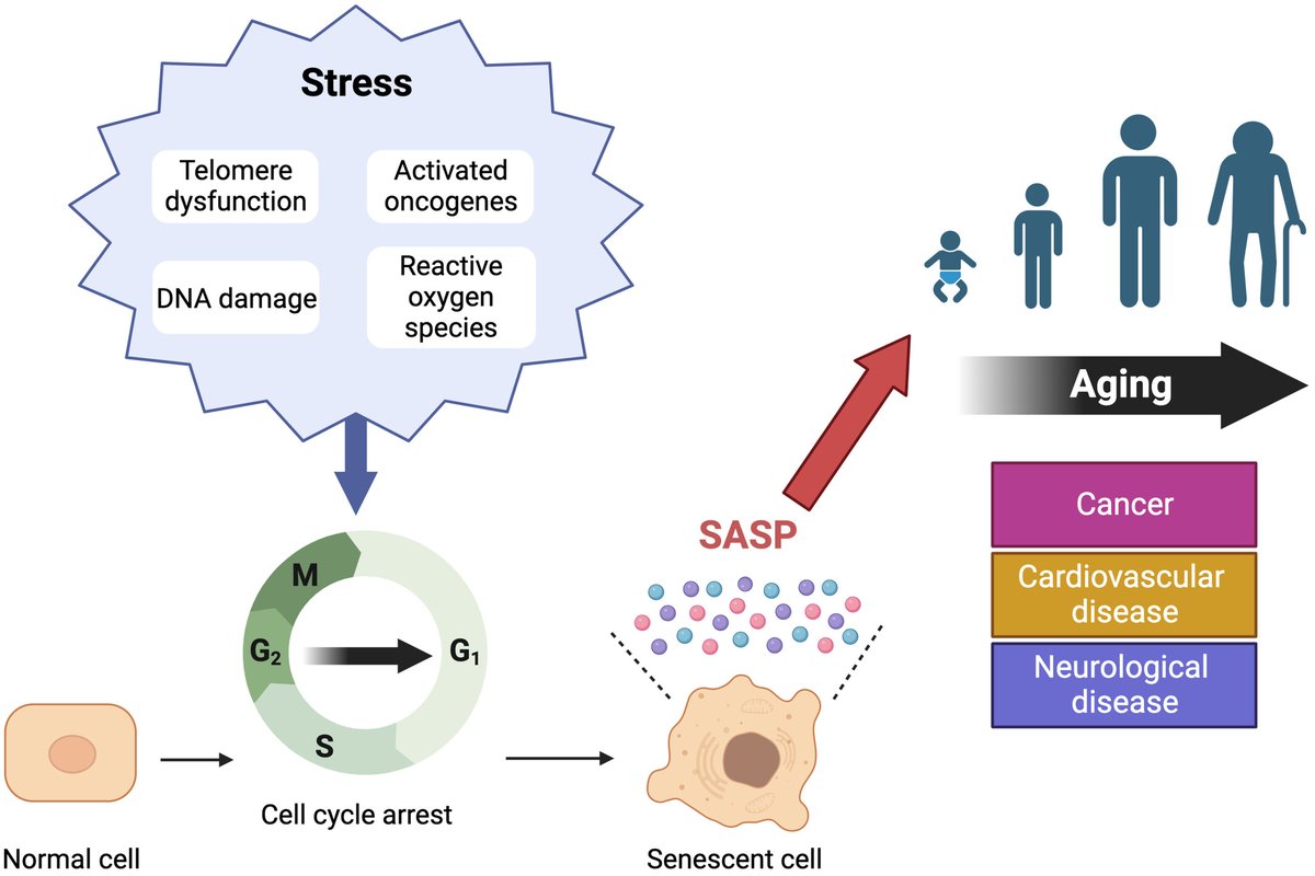 Aging Congress tweet media