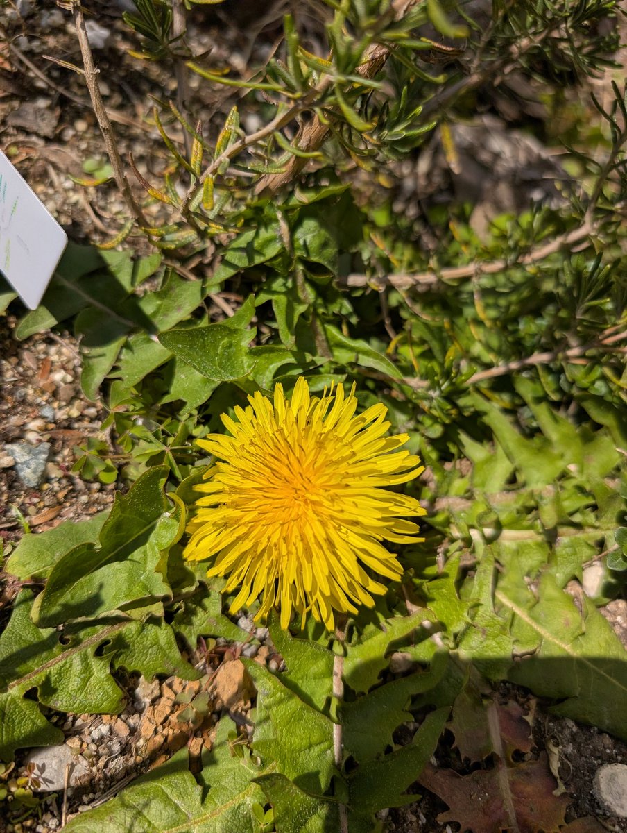 丸山まるる tweet media