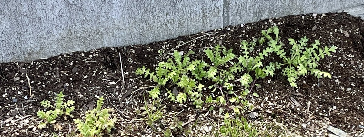 うえやま tweet media