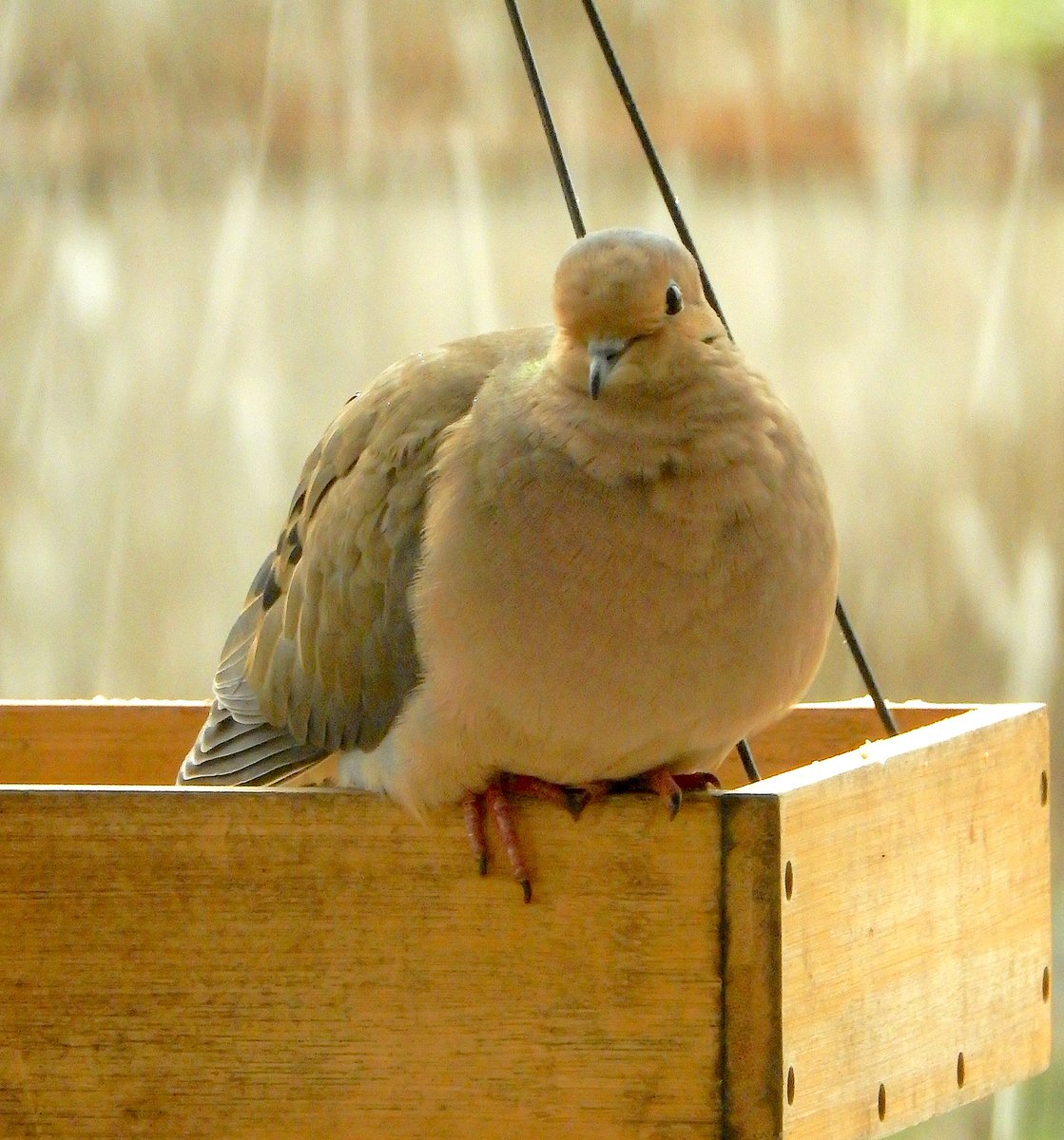 mardays1's tweet image. Mourning Dove #rainyday #snowday