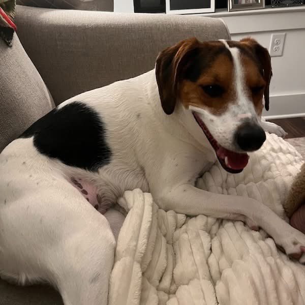 TriBeagles tweet media