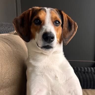 TriBeagles tweet media