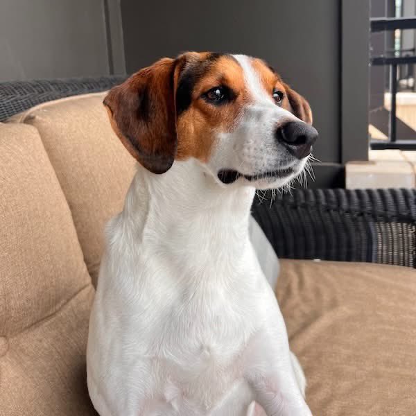 TriBeagles tweet media