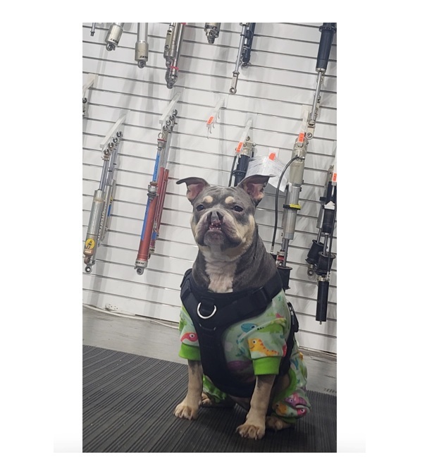 Penske Racing Shocks tweet media