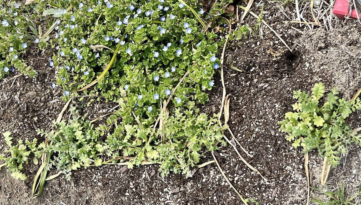 うえやま tweet media