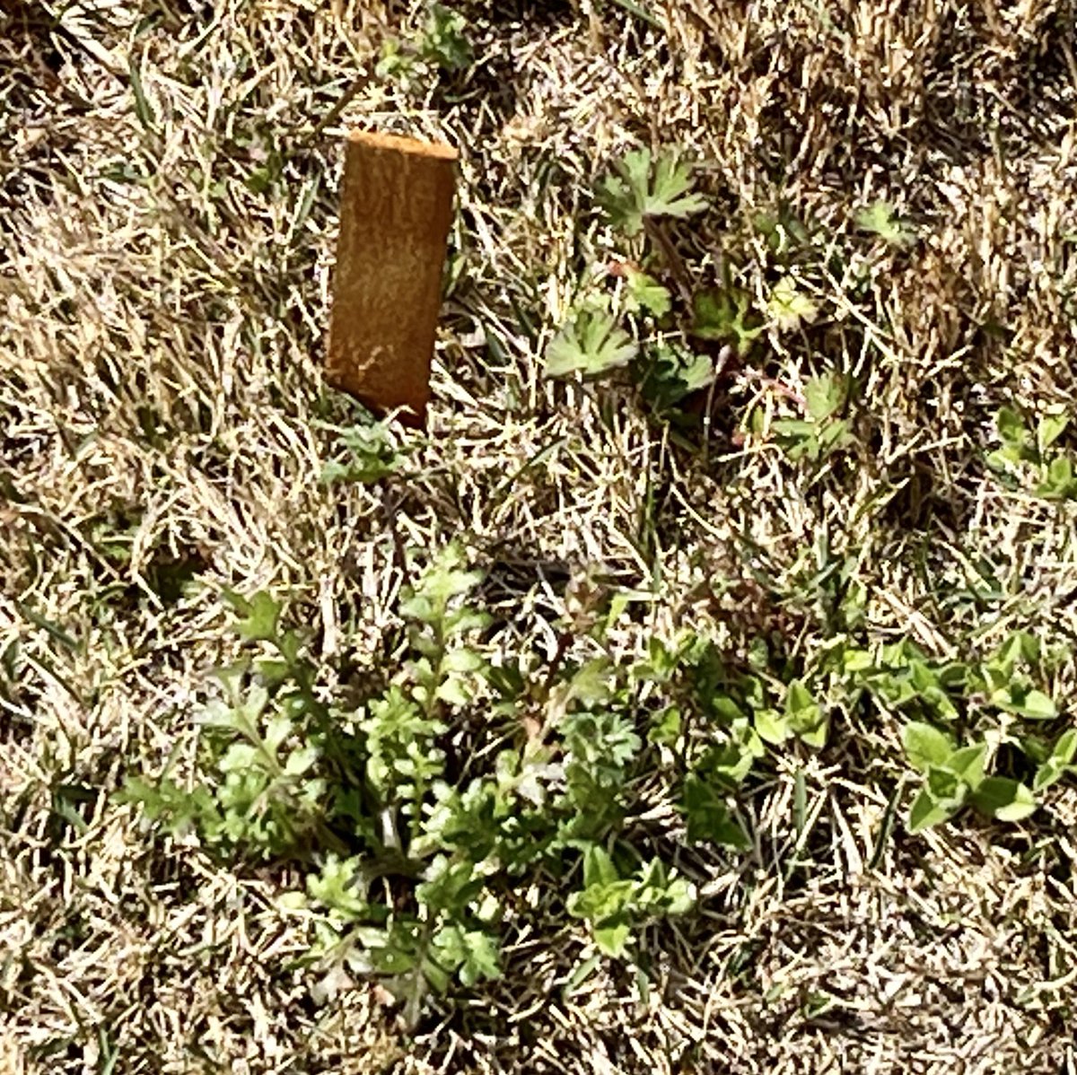 うえやま tweet media