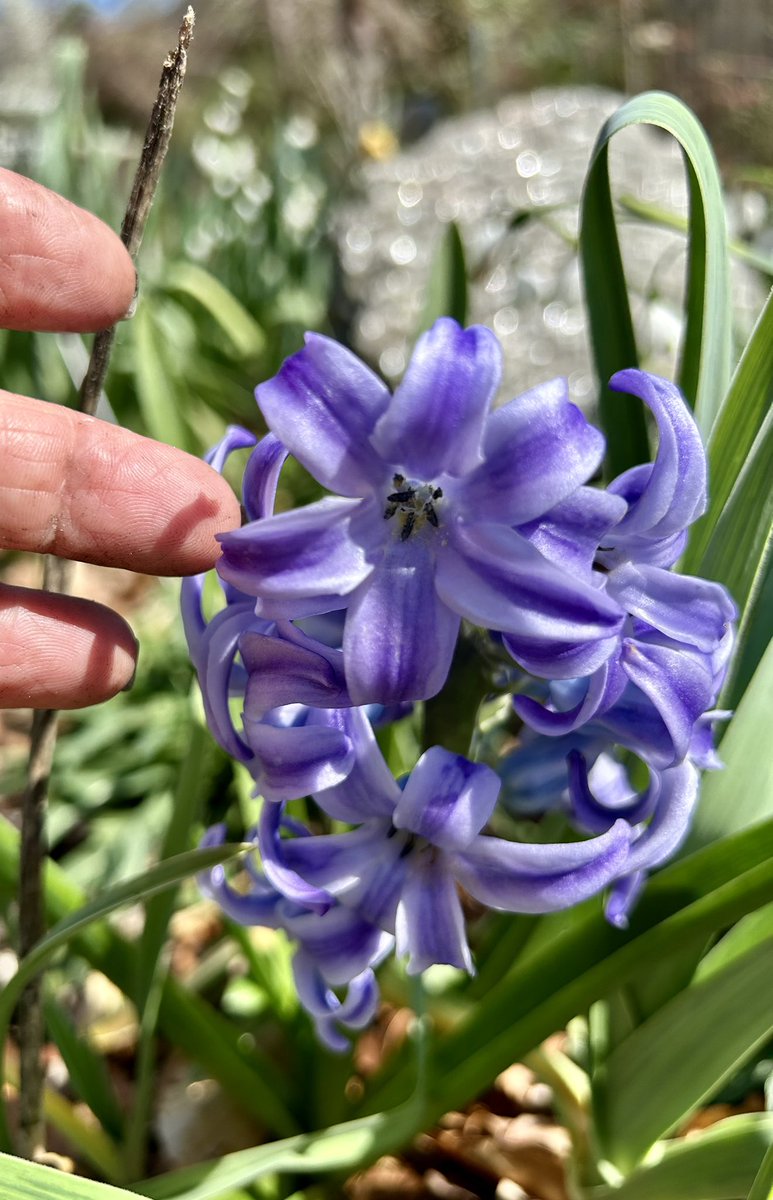 ilenagm's tweet photo. This #Hyacinth has the largest flowers I’ve ever seen, I’ve had it a few years so no tag🤷🏼♀️
#Flowers #Gardening #FlowersOnFriday #Spring #GulfOfMexico #FlowerReport #ILoveRocks https://t.co/UyPo8wWEyB