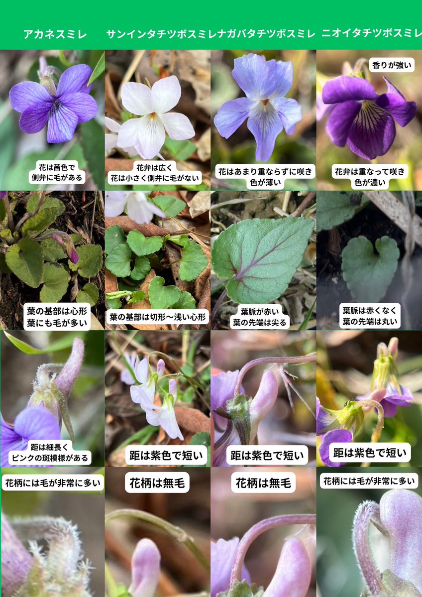 もうすぐ、僕が案内人のスミレ観察会があるので、現地にあるアカネスミレ、サンインタチツボスミレ、ナガバタチツボスミレ、ニオイタチツボスミレの見分け方の資料作成中。