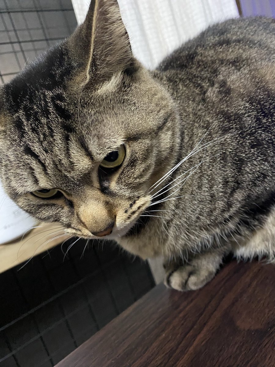 こんばんは。
甘えてます。…目つき悪い…。

#銀ちゃん
#保護猫
#キジトラ
#鍵尻尾
#猫好きさんと繋がりたい