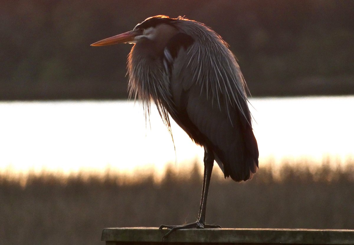 Mark Moore tweet media