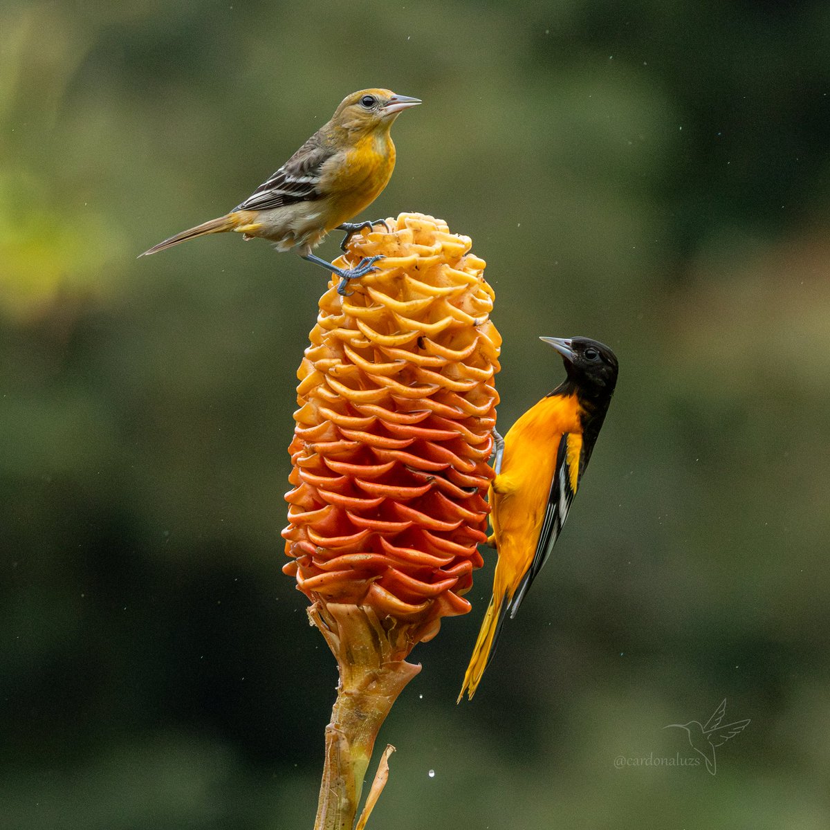 Luz Sthella Cardona M tweet media
