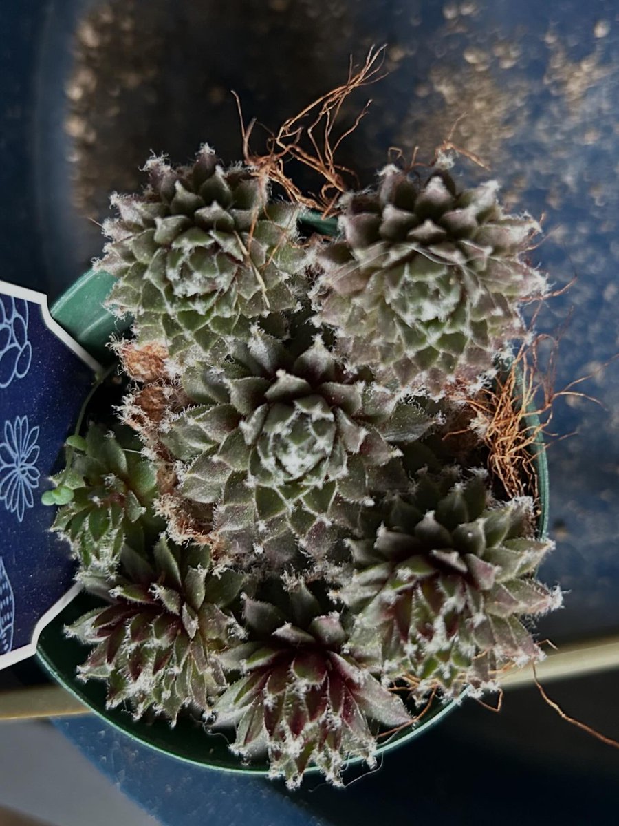 アル【仕事の日はイイネとリプ位でごめんなさい🙏】 tweet media