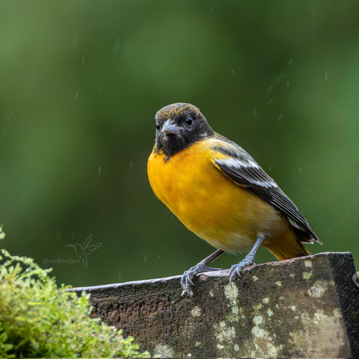 Luz Sthella Cardona M tweet media