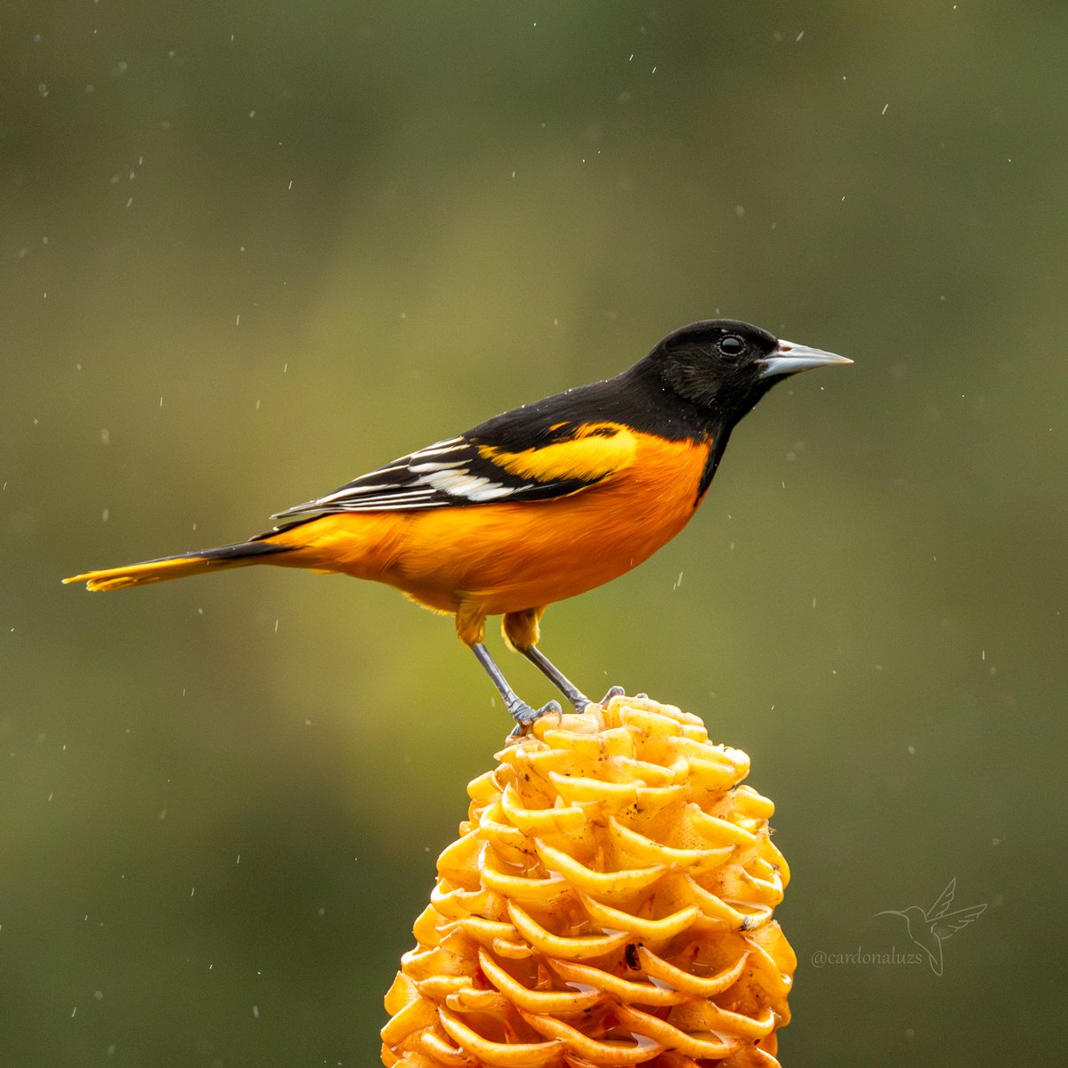 Luz Sthella Cardona M tweet media