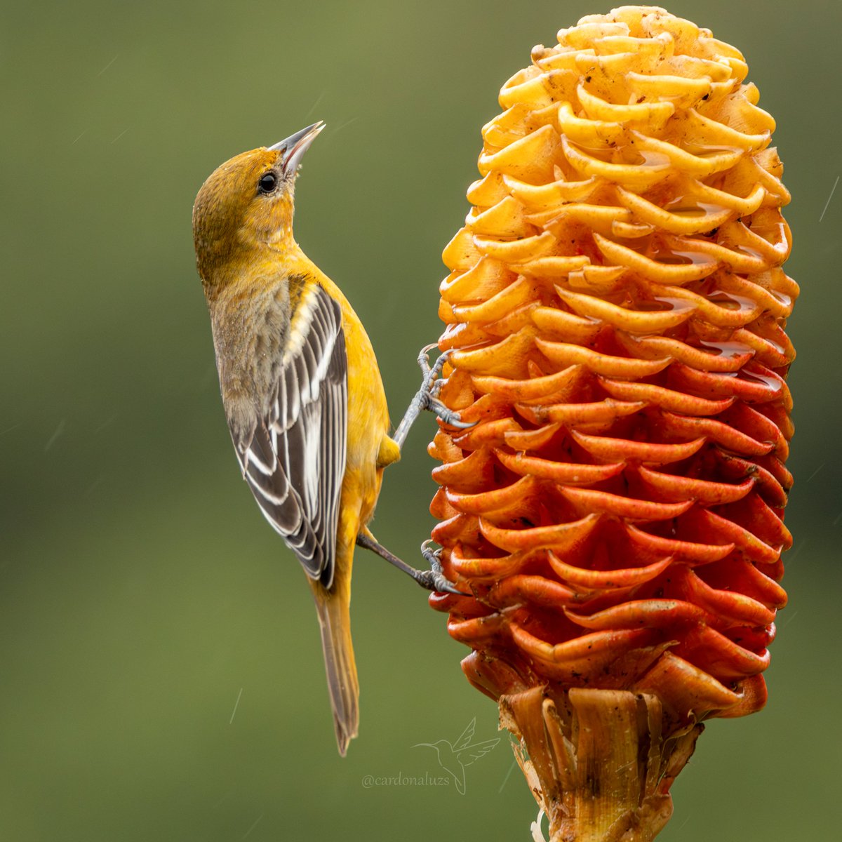 Luz Sthella Cardona M tweet media