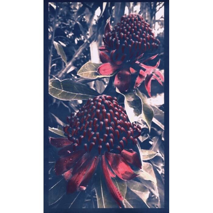 alternativephot's tweet image. Paining (handcolouring) cyanotypes is one way of adding colour to an otherwise monochrome process, see works by:
➥Anna Menkel
➥Karin Matter-Locher
➥Maria Trunk
➥Wendy Currie
for our COLOUR calendar event:
👉 alternativephotography.com/calendar-event…
(until 31 March)

#cyanotype #altprocess