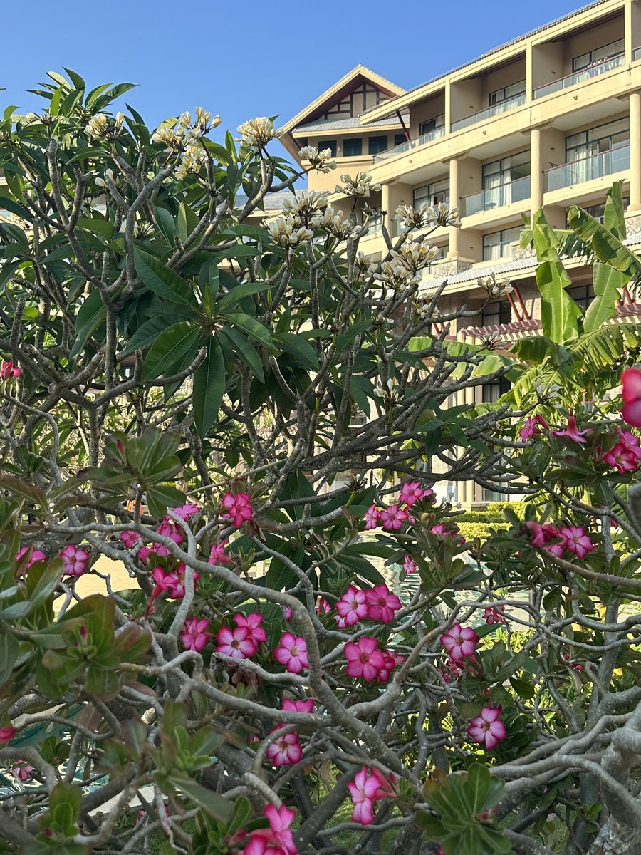 鲍师傅 tweet media