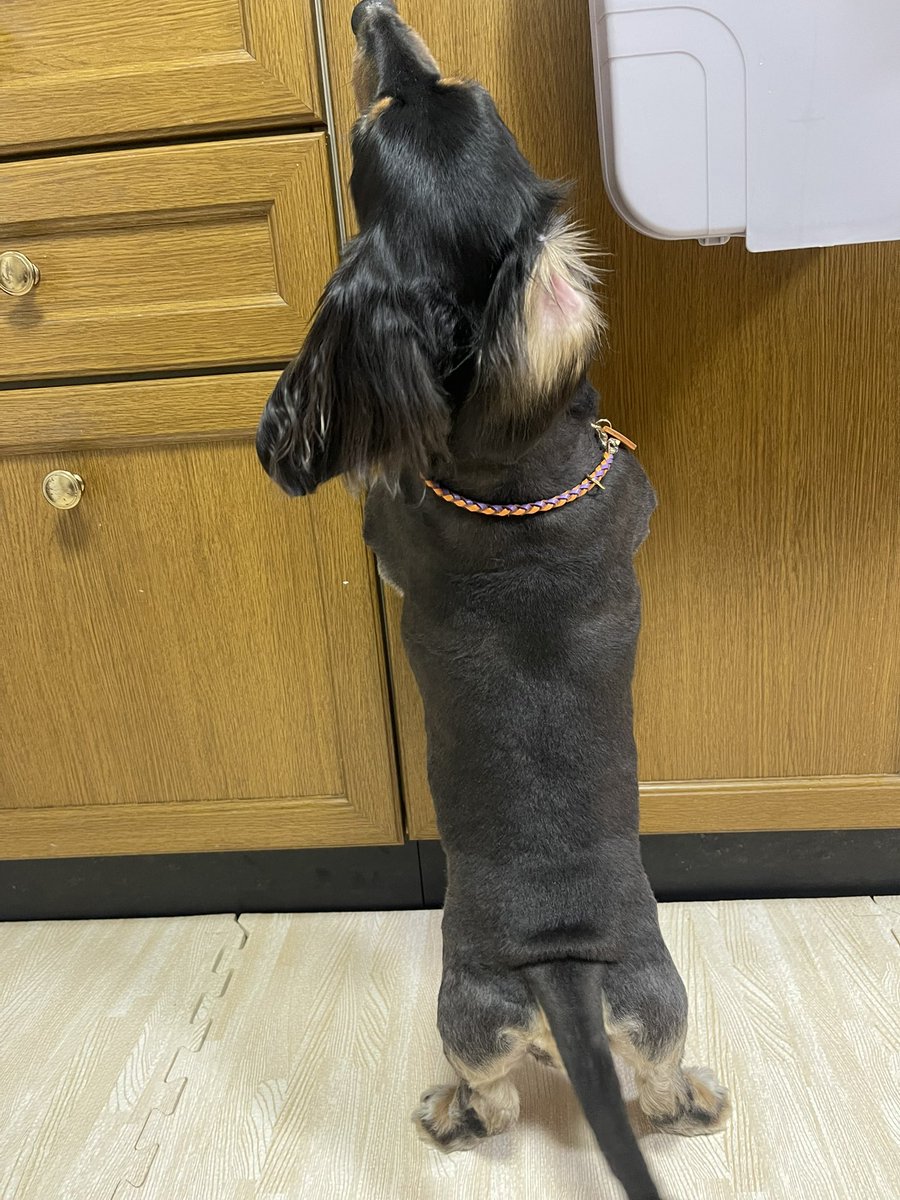 ( *¯ ꒳¯*)ｸﾝｸﾝ
ぴょんぴょんピョン.。o○　○o。.
おいしいにおいがするワーン🐶🥩→🍗🍖🍖