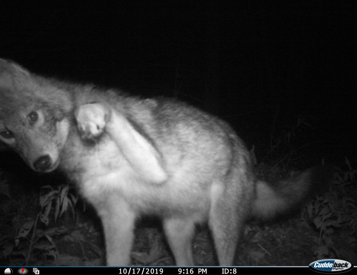 trailcam (@trail_cams) on Twitter photo 