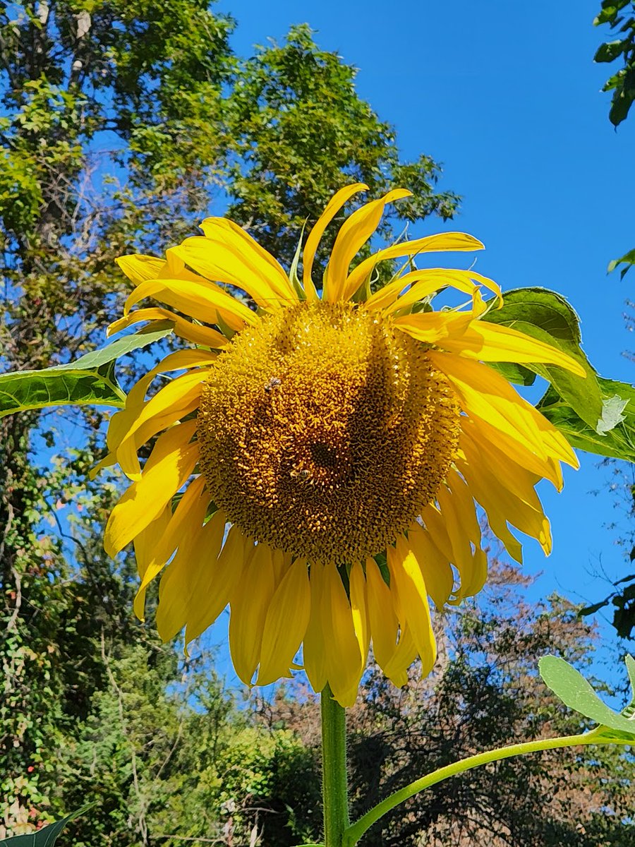 🌱 Shannon Walsh 🦋🦋🦋 tweet media