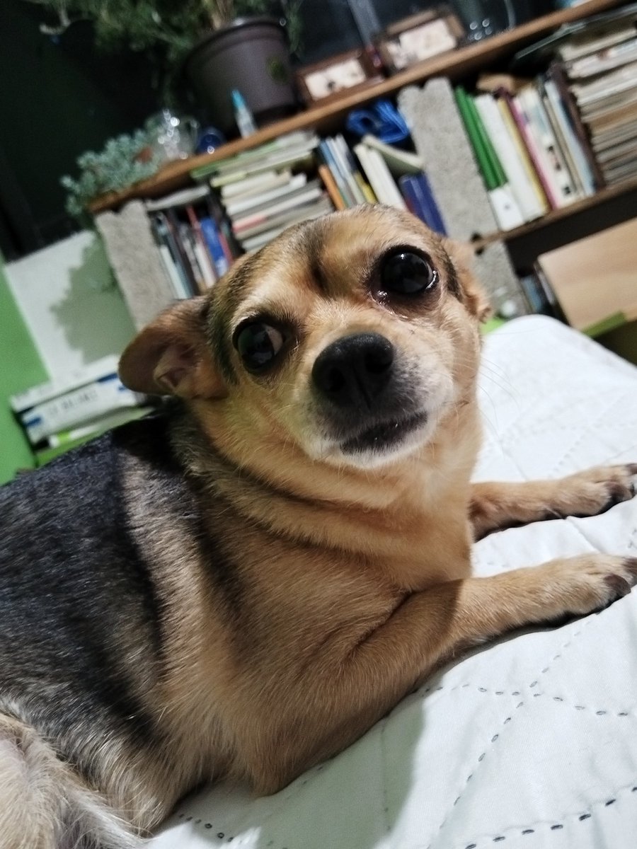 🅰️rtemio García Díaz (Αρτέμιος) tweet media