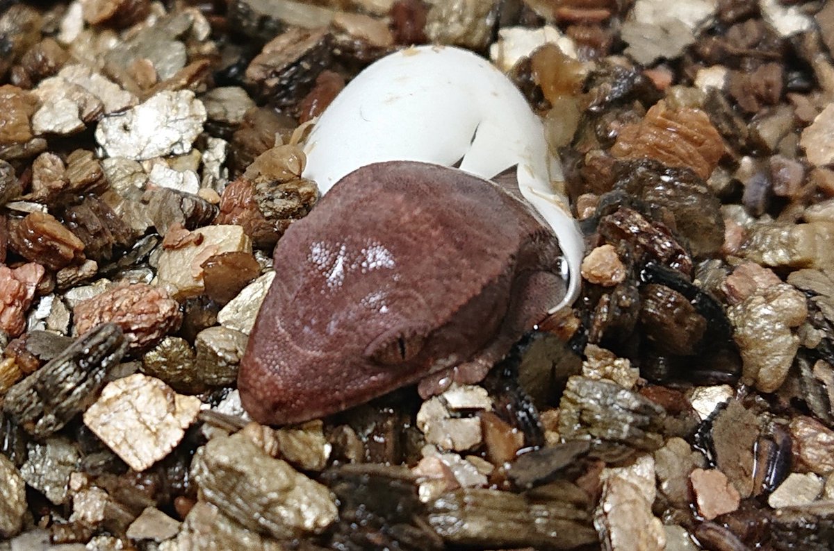 アビリティ tweet media