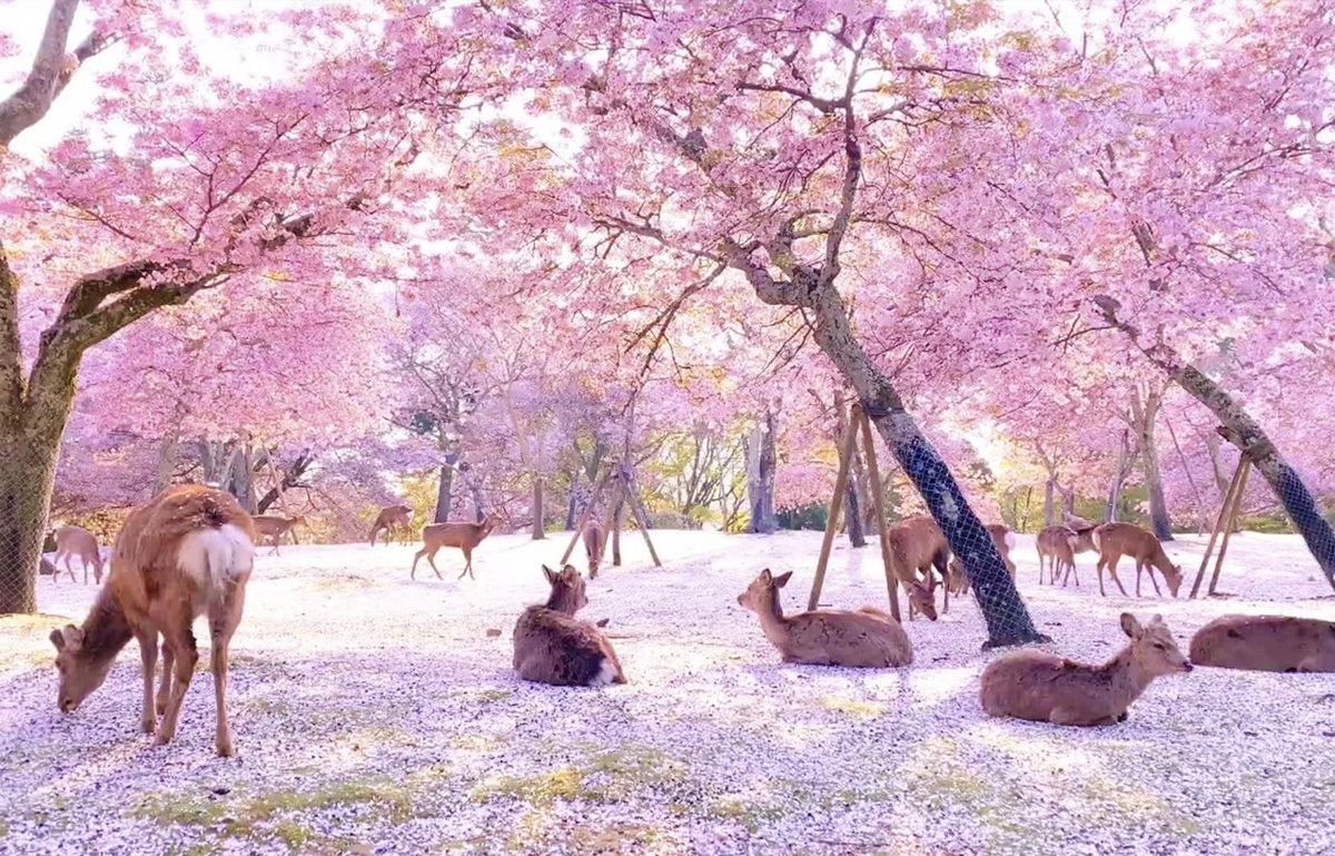 travelroad5's tweet photo. 【全国の桜開花予想日まとめ】
釧路：5月27日
札幌：4月26日
青森：4月17日
秋田：4月12日
仙台：4月3日
新潟：4月4日
長野：4月7日
金沢：3月31日
東京：3月19日
岐阜：3月19日
名古屋：3月19日
大阪：3月25日
広島：3月20日
高知：3月19日
福岡：3月21日
鹿児島：3月26日
※ウェザーニュースより引用
https://t.co/GM3qu6CaM4