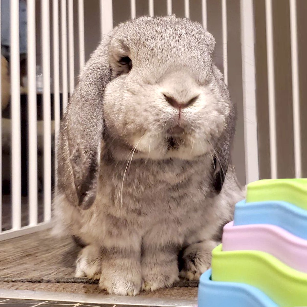 Thomas Chaignaud 🐇 tweet media