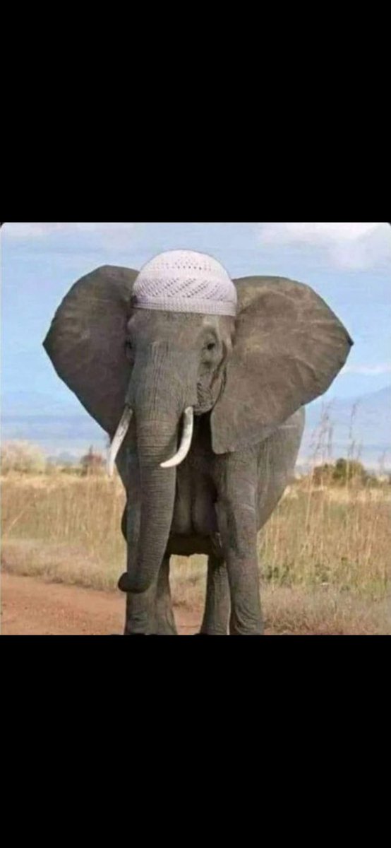 jan v DIJK tweet media