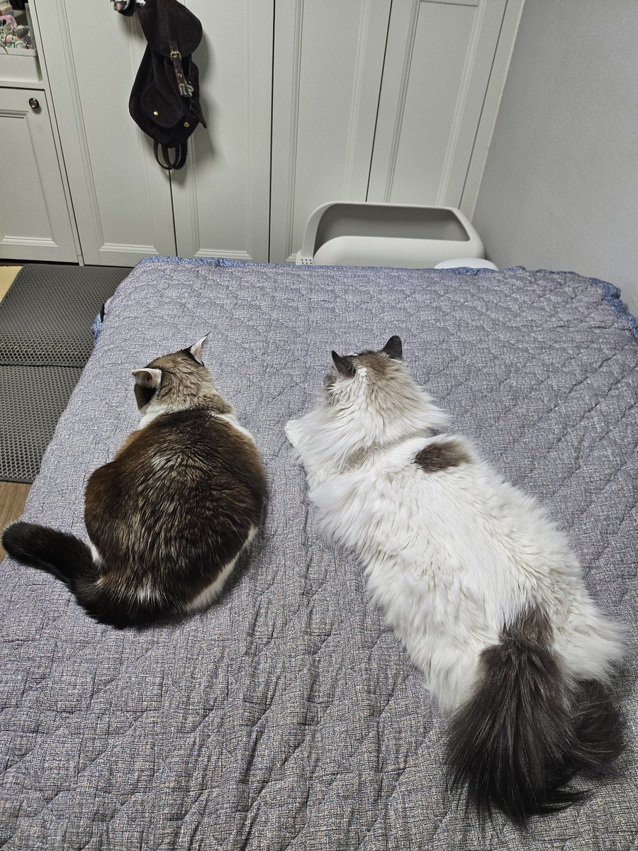 Mint_thecat's tweet photo. 고양이크기비교 https://t.co/b8fv6n9nC1