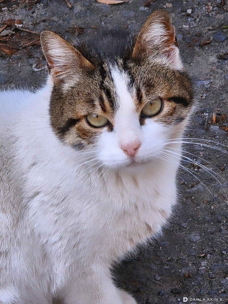 DaMLaAknK's tweet image. 📷
#cat #straycat #streetphotography #straycatsofistanbul #sokakkedisi