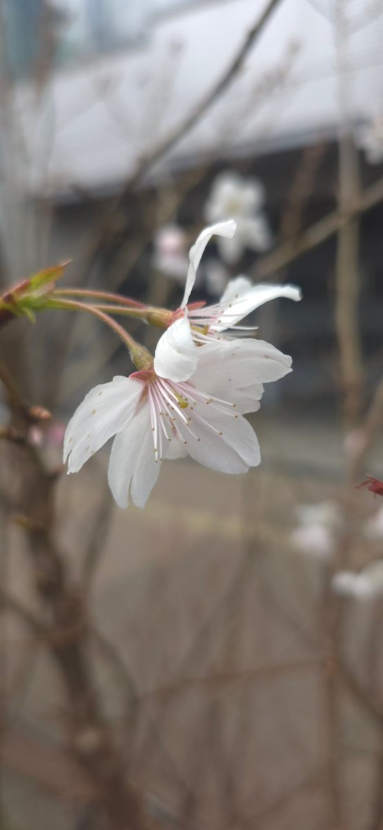 りんたろー＠4/19チャレンジ富士五湖 tweet media