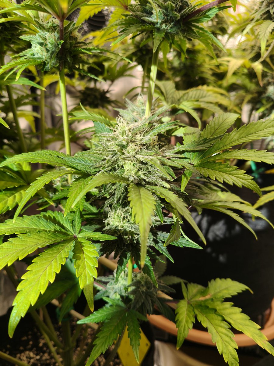 Simon_says40 tweet media