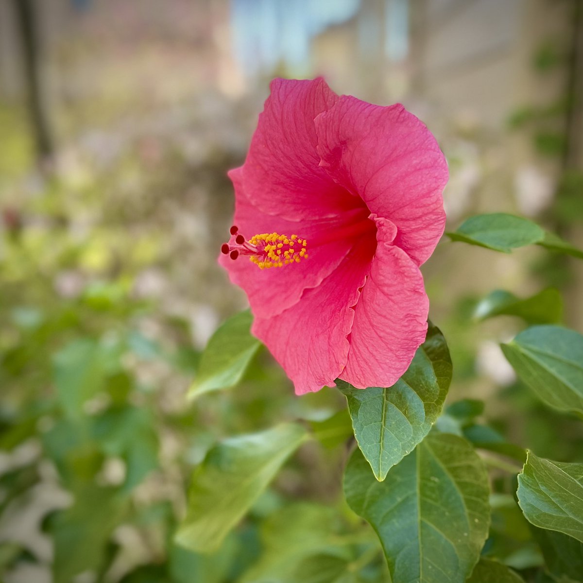 Good morning from SE Texas! Today’s lone hibiscus bloom.