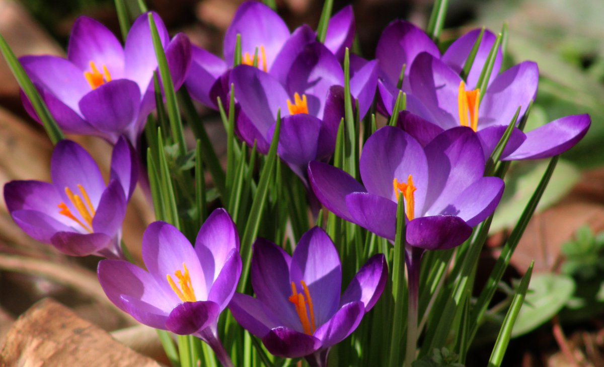 HermitsDaily's tweet photo. Doris Weiss Crocuses, at the beginning of the week.   Central Pennsylvania.   #garden #gardening #gardener #pennsylvaniagarden #pennsylvaniagardens #pennsylvaniagardening #pennsylvaniagardener #crocus #crocuses #spring #earlyspring #fecund #growingseason #summer #purple #lilac https://t.co/J9I9ozB3aG